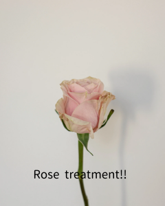 Rose treatment!!