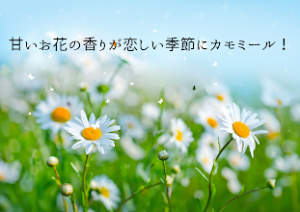 カモミール