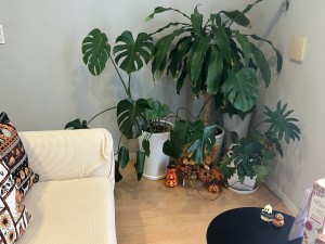 IMG_0318_Original