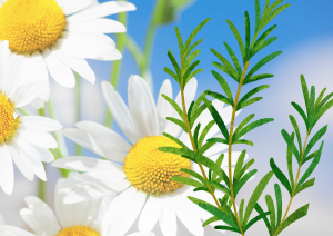 カモミール&ローズマリー